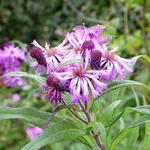 Vernonia crinita 'JS Betty Blindeman' - Vernonia - Vernonia crinita 'JS Betty Blindeman'