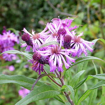 Vernonia crinita 'JS Betty Blindeman'