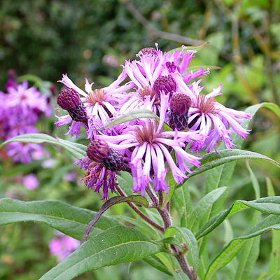 Vernonia crinita 'JS Betty Blindeman' - Vernonia