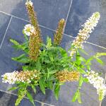 Buddleja davidii 'BUZZ Ivory' - Vlinderstruik