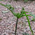 Cyperus alternifolius