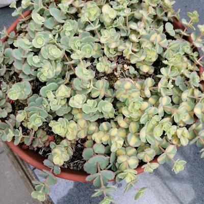 Vetkruid - Sedum sieboldii 'Mediovariegata'