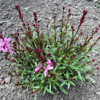 Prachtkaars - Gaura lindheimeri 'BABY BUTTERFLY Dark Pink'