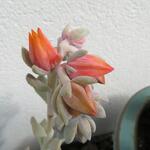 Echeveria runyonii 'Topsy Turvy' - Echeveria