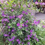 Lycianthes rantonnetii 'Blue Fountain' - Nachtschade