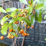 Pyracantha 'Orange Charmer' - Vuurdoorn