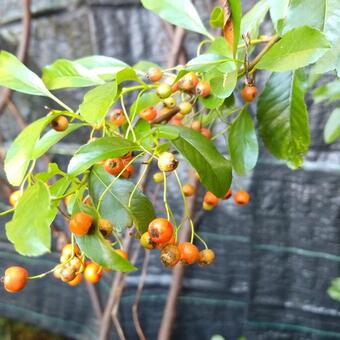 Pyracantha 'Orange Charmer'