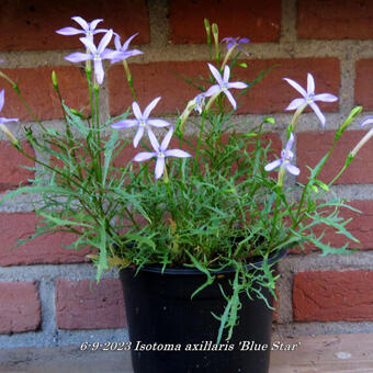 Isotoma axillaris 'Blue Star'