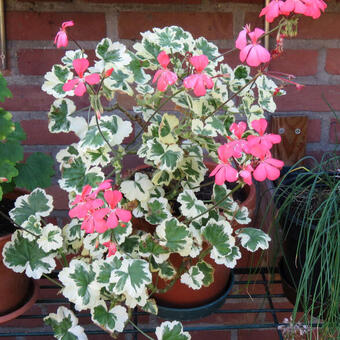 Pelargonium 'Frank Headley'