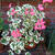 Pelargonium 'Frank Headley'