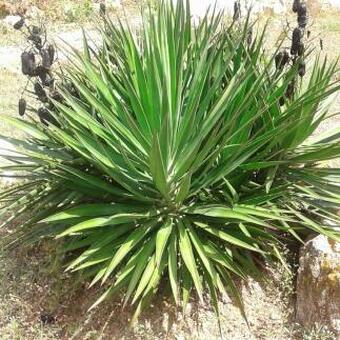 Yucca aloifolia