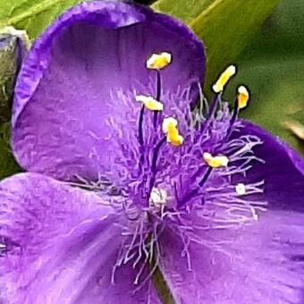 Tradescantia andersoniana 'Zwanenburg Blue'