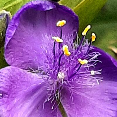 Eéndagsbloem - Tradescantia andersoniana 'Zwanenburg Blue'