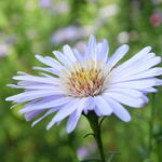 Symphyotrichum pilosum var. pringlei 'Blue Butterfly' - Herfstaster, Septemberkruid