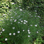 Symphyotrichum pilosum var. pringlei 'Blue Butterfly' - Herfstaster, Septemberkruid