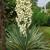 Yucca gloriosa 'Variegata'