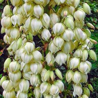 Yucca gloriosa 'Variegata'