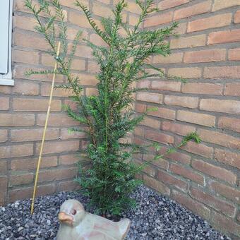 Taxus baccata