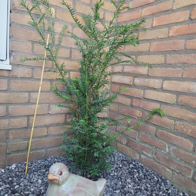 Venijnboom - Taxus baccata