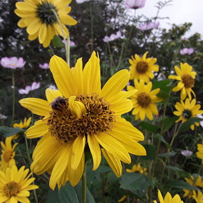 Zonnebloem - Helianthus decapetalus 'Capenoch Star'