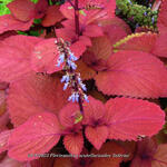 Plectranthus scutellarioides 'Inferno' - Siernetel