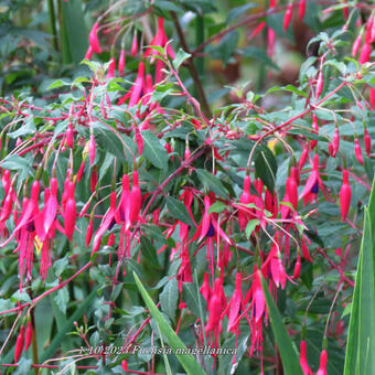 Fuchsia magellanica