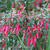 Fuchsia magellanica