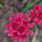 Armeria pseudarmeria 'Joystick Red' - Engels gras