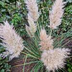 Cortaderia selloana 'Golden Goblin'  - Pampasgras