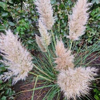 Cortaderia selloana 'Golden Goblin'