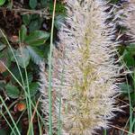 Cortaderia selloana 'Golden Goblin'  - Pampasgras