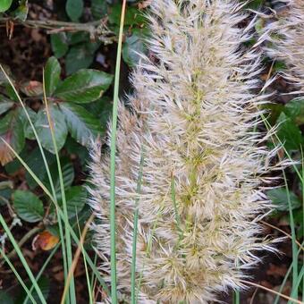 Cortaderia selloana 'Golden Goblin'