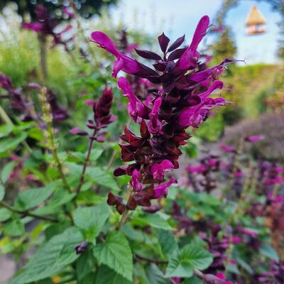 Salie - Salvia microphylla 'Salvinio Lilac'