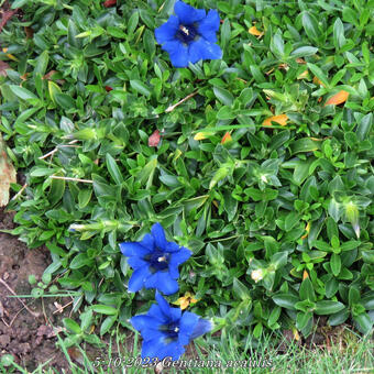 Gentiana acaulis