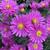 Aster novi-belgii 'Neron'