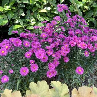 Aster novi-belgii 'Neron'