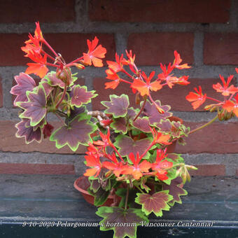 Pelargonium x hortorum 'Vancouver Centennial' (stellar type)