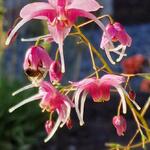 Epimedium 'Pretty In Pink' - Elfenbloem