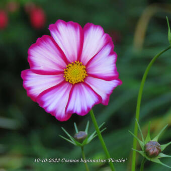 Cosmos bipinnatus 'Picotée'