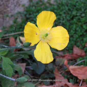 Meconopsis cambrica