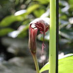 Arisaema costatum - Tibetaanse cobralelie