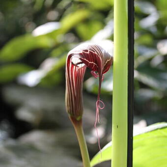 Arisaema costatum