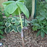 Arisaema fargesii - Aziatische cobralelie