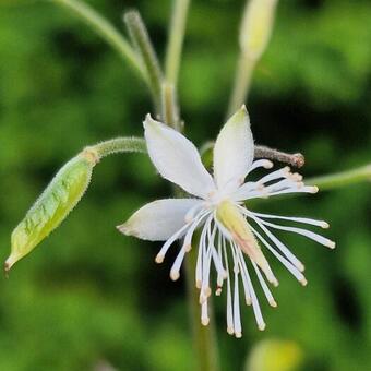 Beesia calthifolia