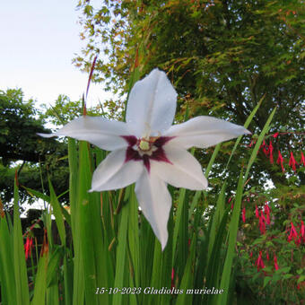 Gladiolus murielae