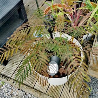 Albizia julibrissin 'Ombrella'