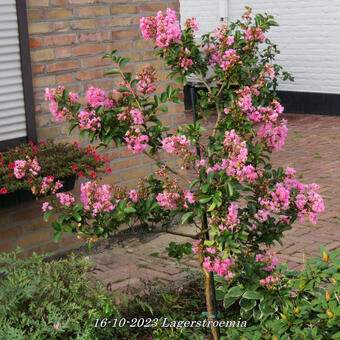 Lagerstroemia