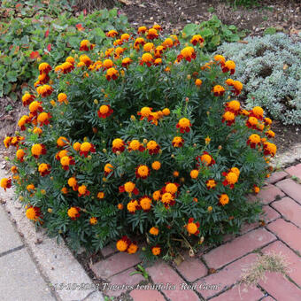 Tagetes tenuifolia 'Red Gem'