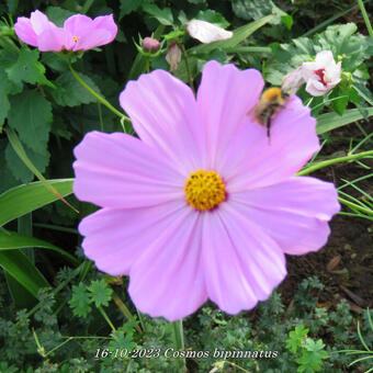 Cosmos bipinnatus