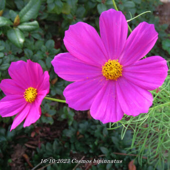 Cosmos bipinnatus